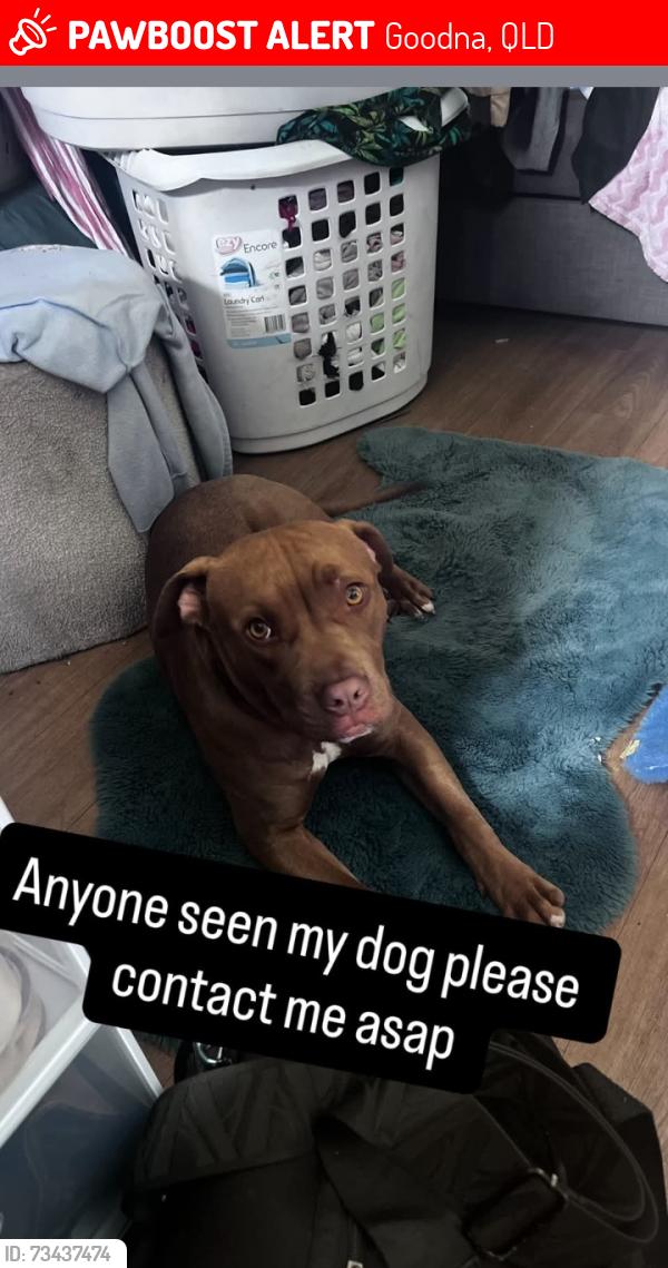 Lost Male Dog last seen Goodna, Goodna, QLD 4300
