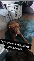 Lost Male Dog last seen Goodna, Goodna, QLD 4300