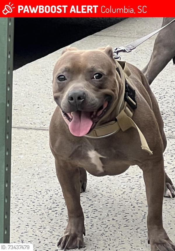 Lost Male Dog last seen Barbra dr, Columbia, SC 29223