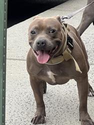 Lost Male Dog last seen Barbra dr, Columbia, SC 29223
