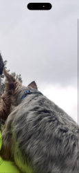 Lost Male Dog last seen Peachtree / Sunset, Charlotte, NC 28216