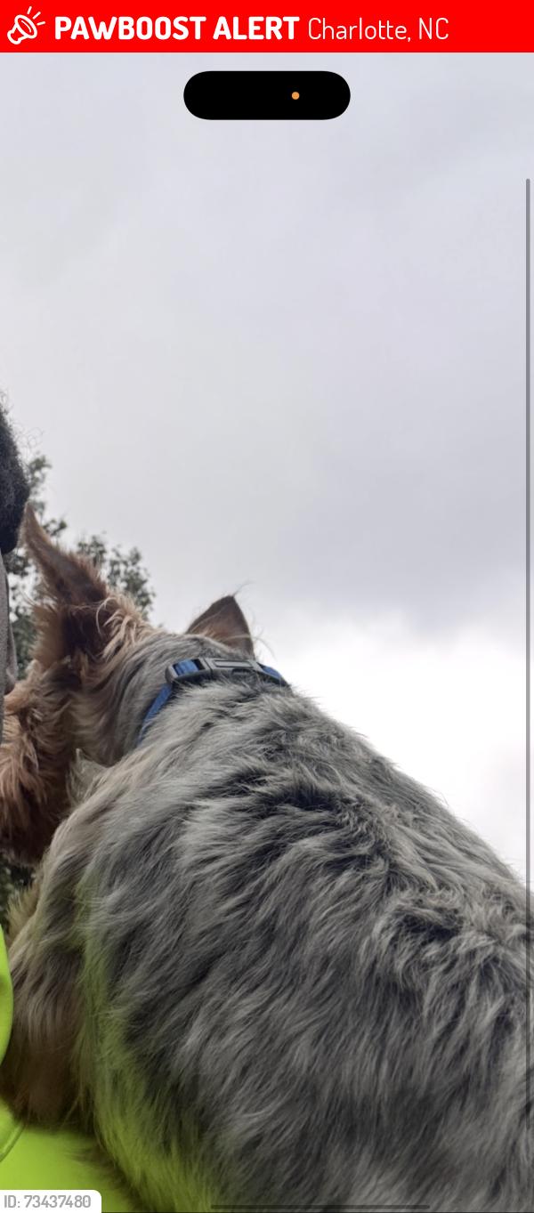 Lost Male Dog last seen Peachtree / Sunset, Charlotte, NC 28216