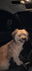 Lost Male Dog last seen Burden st Riverside, Riverside, CA 92505