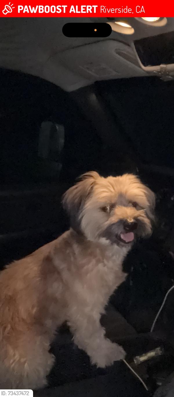 Lost Male Dog last seen Burden st Riverside, Riverside, CA 92505