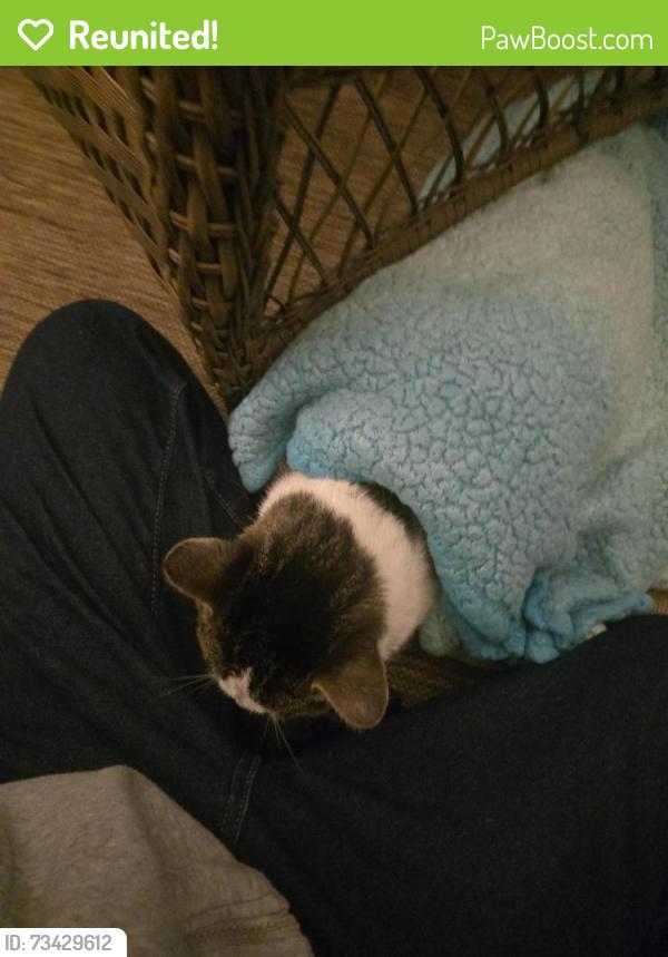 Reunited Male Cat last seen Bradenton, Bradenton, FL 34203