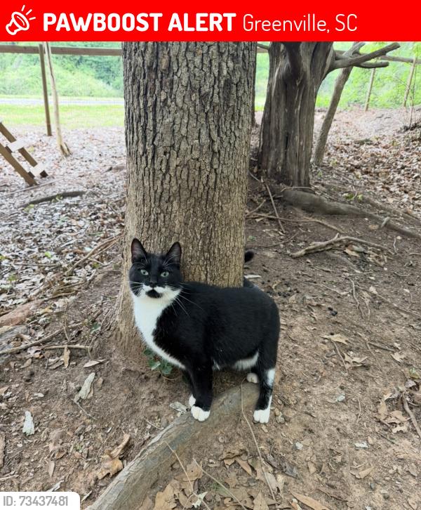 Lost Female Cat last seen Tanyard and state park road, Greenville, SC 29609