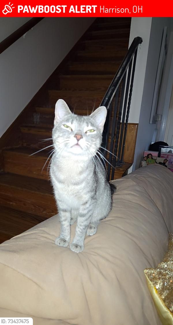 Lost Female Cat last seen Starbucks, Harrison, OH 45030