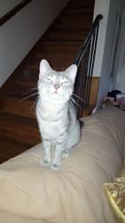 Lost Female Cat last seen Starbucks, Harrison, OH 45030