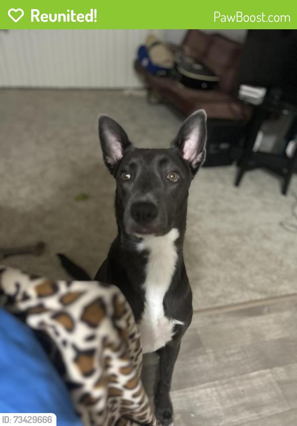 Reunited Male Dog last seen Alta Cima apmts, Escondido, CA 92027