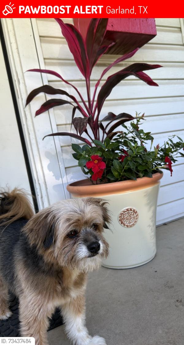 Lost Male Dog last seen Sam Houston middle school, Garland, TX 75041