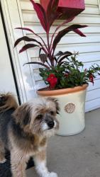 Lost Male Dog last seen Sam Houston middle school, Garland, TX 75041