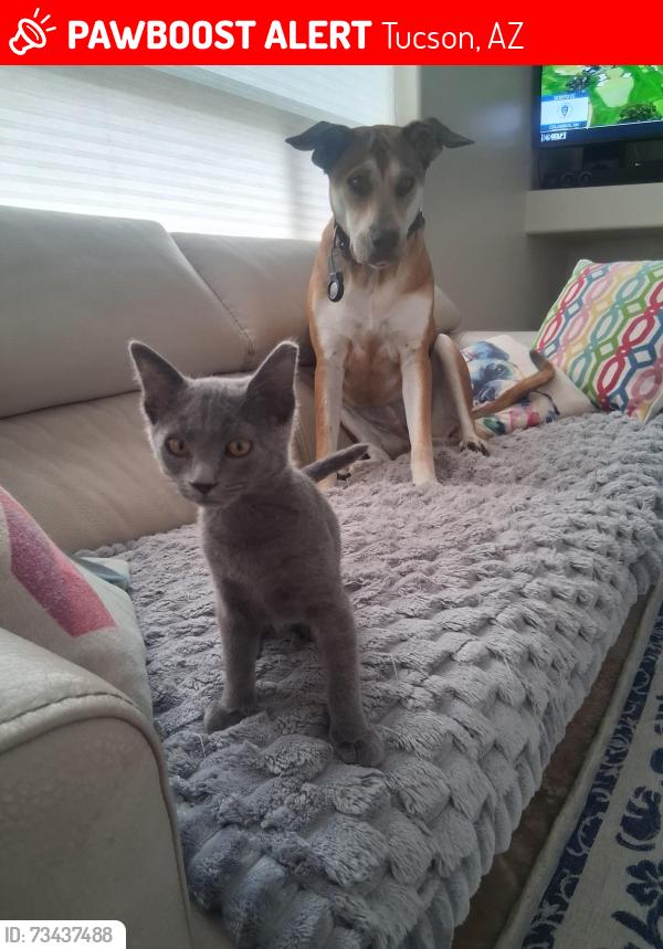 Lost Female Cat last seen Tucson County Club ests, Tucson, AZ 85715
