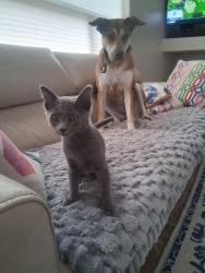 Lost Female Cat last seen Tucson County Club ests, Tucson, AZ 85715