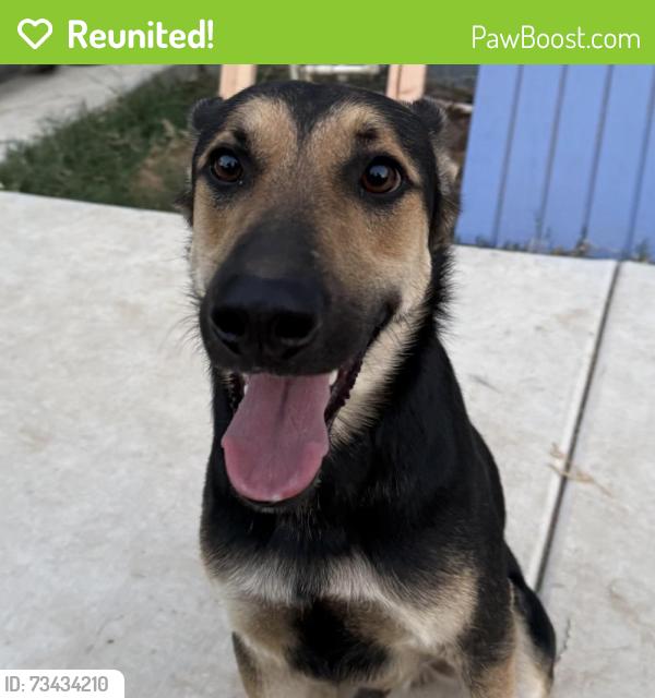 Reunited Male Dog last seen M and 8th Streets, Rio Linda CA, Rio Linda, CA 95673