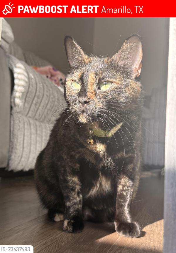 Lost Female Cat last seen western, Amarillo, TX 79109