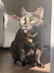Lost Female Cat last seen western, Amarillo, TX 79109