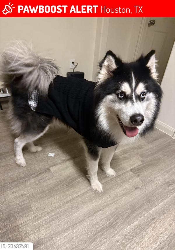 Lost Male Dog last seen S Post Oak Rd, Houston, TX 77085
