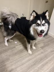 Lost Male Dog last seen S Post Oak Rd, Houston, TX 77085