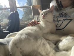 Lost Male Cat last seen Selkirk View and Milan, Chattaroy, WA 99003