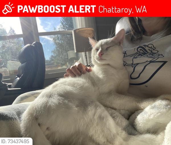 Lost Male Cat last seen Selkirk View and Milan, Chattaroy, WA 99003