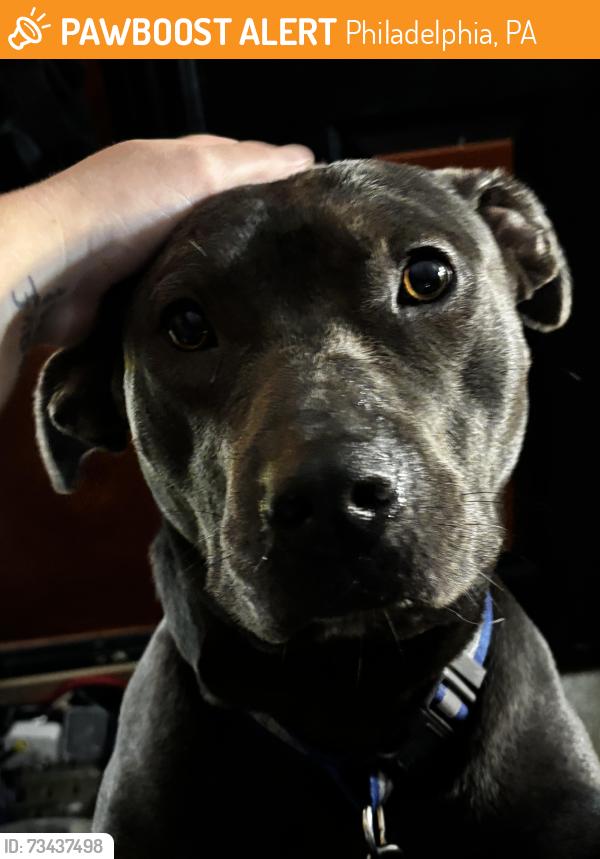 Found/Stray Male Dog last seen B and wisheart running In srreeet in front of cars in the rain, Philadelphia, PA 19134