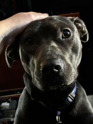 Found/Stray Male Dog last seen B and wisheart running In srreeet in front of cars in the rain, Philadelphia, PA 19134