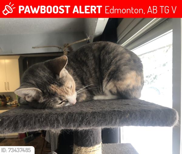 Lost Female Cat last seen Near 96st NW, Edmonton, AB T5G 1V4