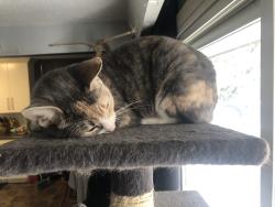 Lost Female Cat last seen Near 96st NW, Edmonton, AB T5G 1V4