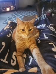 Lost Male Cat last seen Firlane Rd and Headquarters Rd, Castle Rock, WA 98611