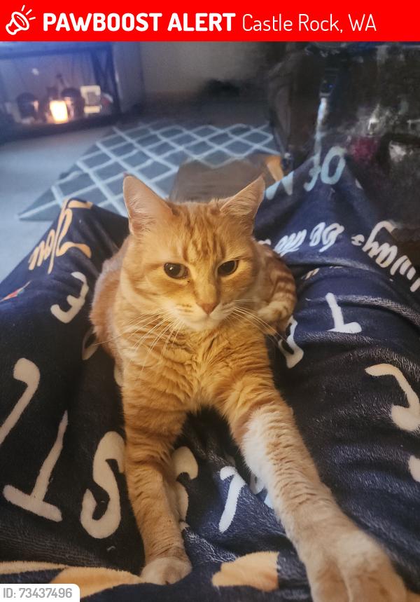 Lost Male Cat last seen Firlane Rd and Headquarters Rd, Castle Rock, WA 98611