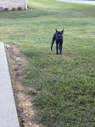 Found/Stray Male Dog last seen Dublin Drive and Willingham Lane, Maryville, TN 37803