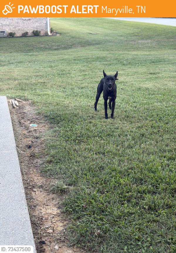 Found/Stray Male Dog last seen Dublin Drive and Willingham Lane, Maryville, TN 37803