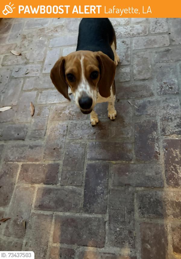 Found/Stray Female Dog last seen Richland and Arabella streets, Lafayette, Louisiana, Lafayette, LA 70508