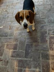Found/Stray Female Dog last seen Richland and Arabella streets, Lafayette, Louisiana, Lafayette, LA 70508