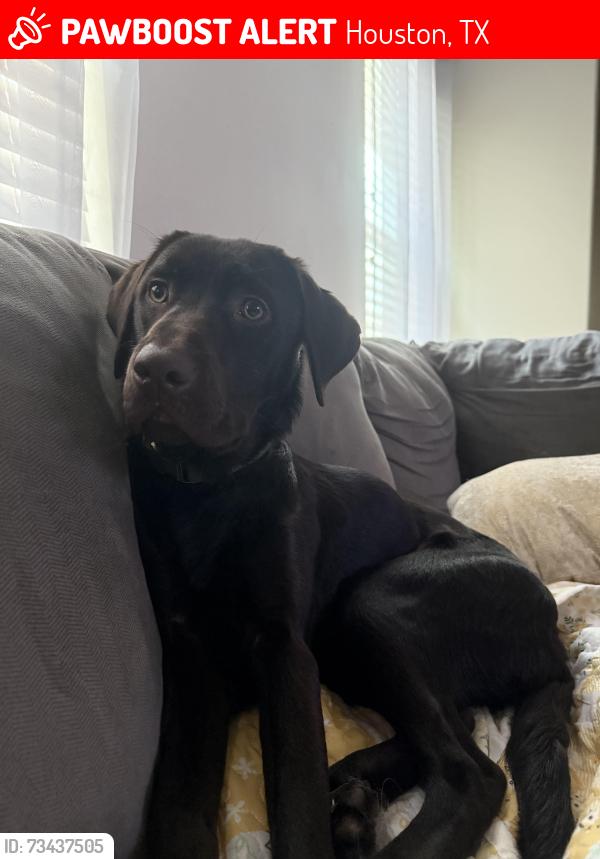 Lost Female Dog last seen S post oak rd, Houston, TX 77045