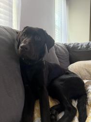 Lost Female Dog last seen S post oak rd, Houston, TX 77045