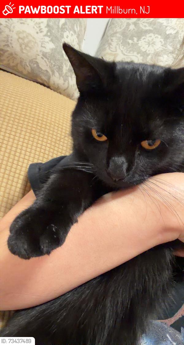 Lost Male Cat last seen Walnut Avenue and Millburn Avenue, Millburn, NJ 07041