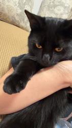 Lost Male Cat last seen Walnut Avenue and Millburn Avenue, Millburn, NJ 07041