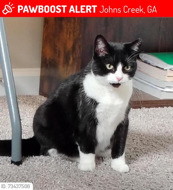 Lost Female Cat last seen Bristol Parkway and Medlock bridge crossing, Johns Creek, GA 30022