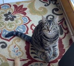 Reunited Female Cat last seen Walnutcreek Dr & Elmview Encinitas, Encinitas, CA 92024