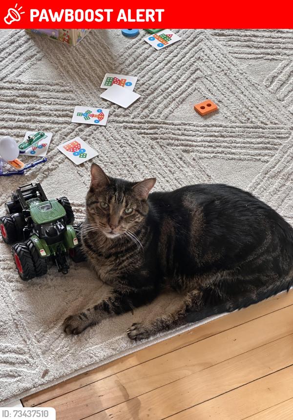 Lost Male Cat last seen Kenesaw and Gilmour, East Grand Rapids, MI 49506