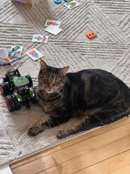 Lost Male Cat last seen Kenesaw and Gilmour, East Grand Rapids, MI 49506