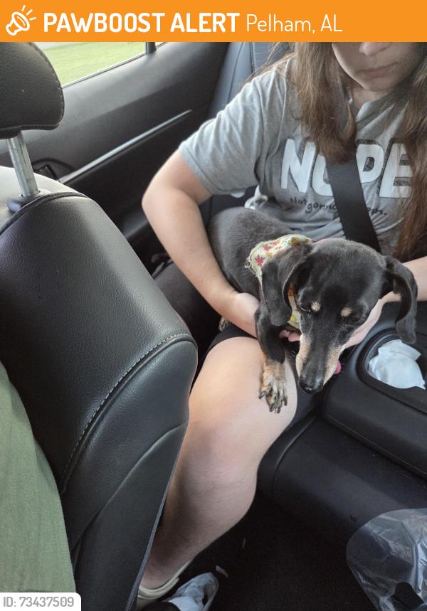 Found/Stray Female Dog last seen Stonehaven trail, Pelham, AL 35124