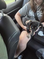 Found/Stray Female Dog last seen Stonehaven trail, Pelham, AL 35124