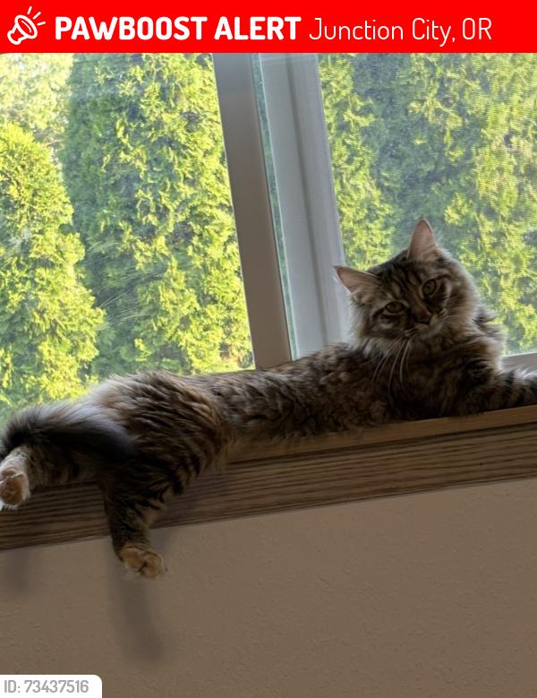 Lost Female Cat last seen Near hatton ln junction city, Junction City, OR 97448