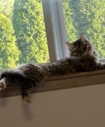 Lost Female Cat last seen Near hatton ln junction city, Junction City, OR 97448