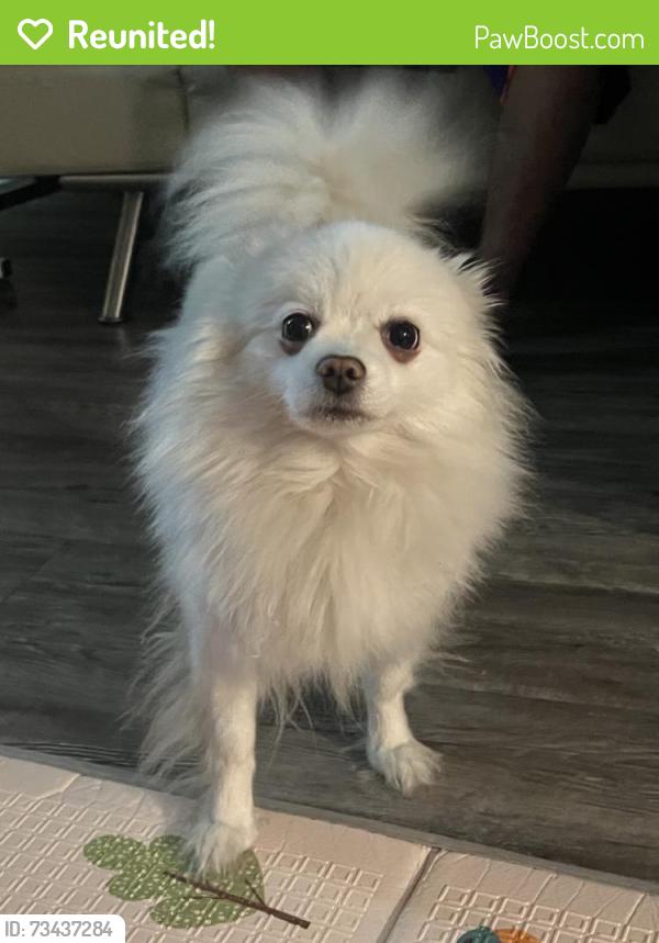 Reunited Female Dog last seen Near N 103rd Ave, Avondale, AZ 85392, USA, Avondale, AZ 85392