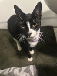 Found/Stray Unknown Cat last seen Fricke Ave/ Colonial Woods Neighborhood, Orange County, FL 32826
