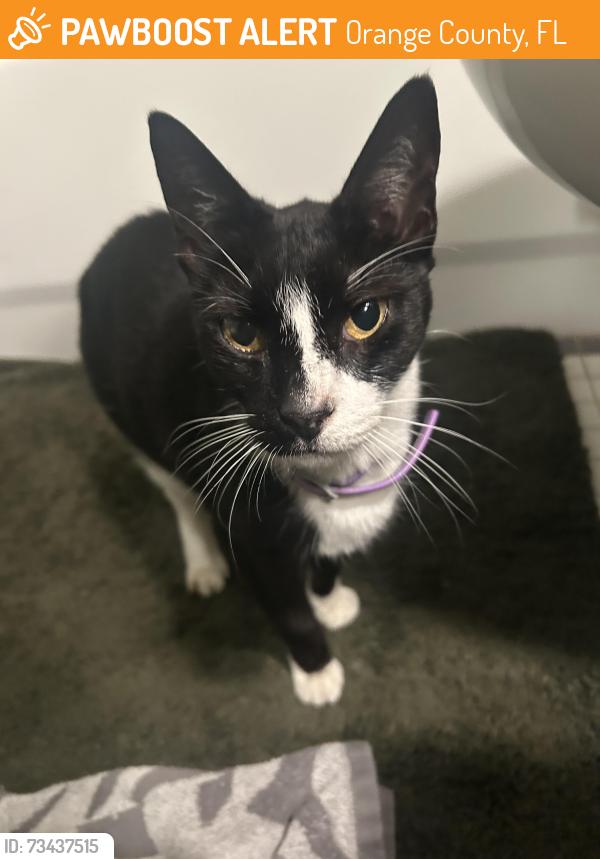 Found/Stray Unknown Cat last seen Fricke Ave/ Colonial Woods Neighborhood, Orange County, FL 32826