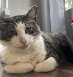 Lost Male Cat last seen Glenoaks Blvd and Gain St, Los Angeles, CA 91331